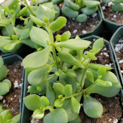 Cliff Cotyledon