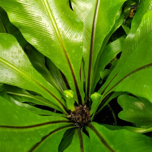 Bird's Nest Fern