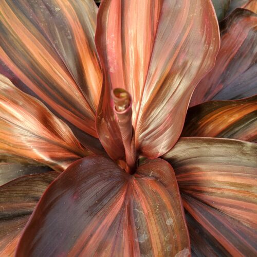 Cherry Cordial Cordyline