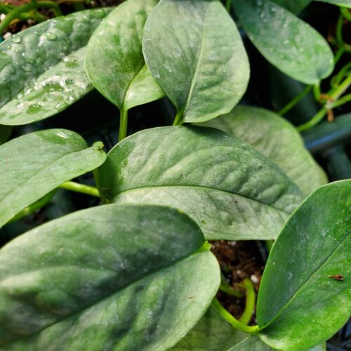 Cebu Blue Pothos