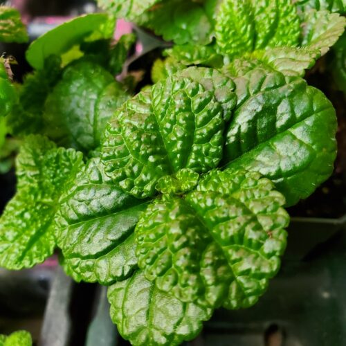 Large Leaf Creeping Charlie