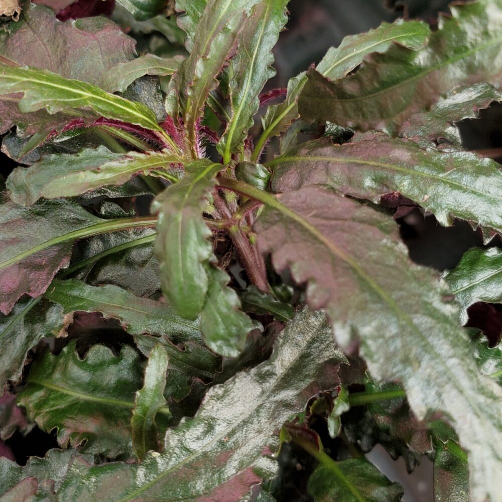 Dragon's Breath Waffle Plant