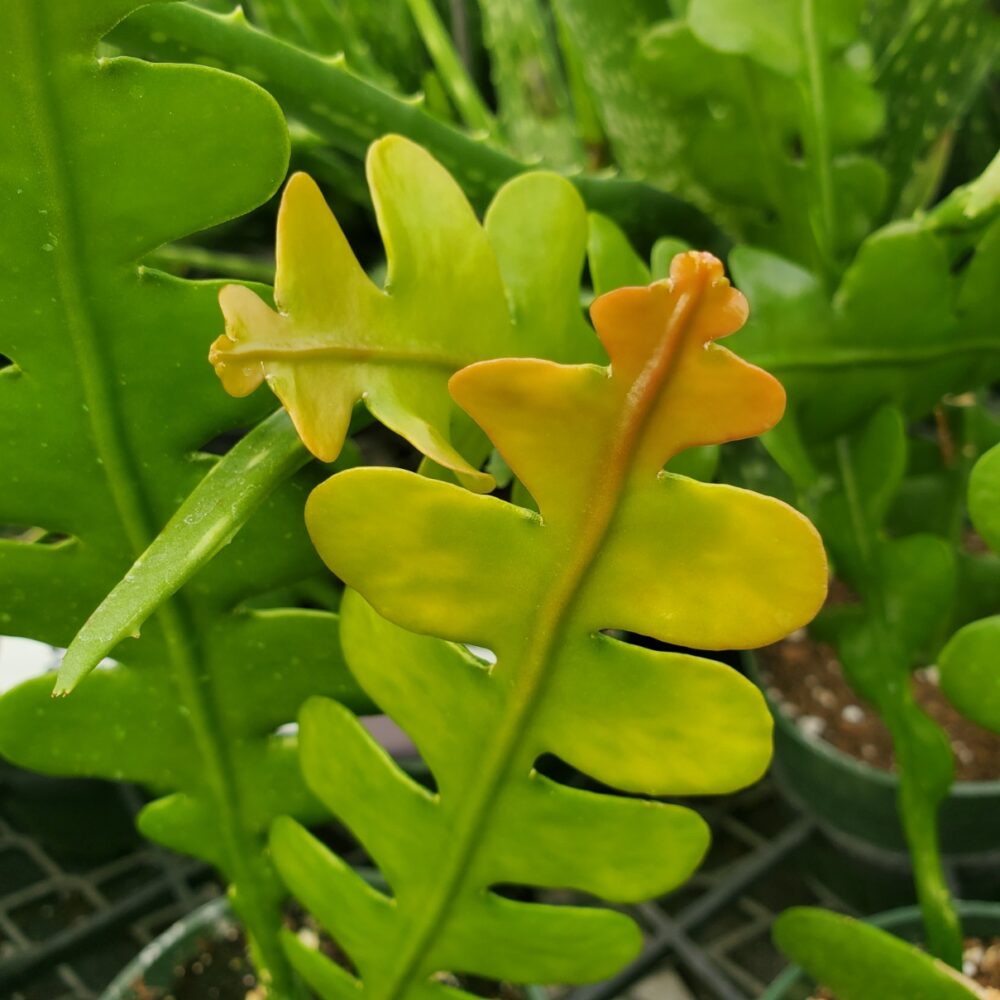 Fishbone Cactus