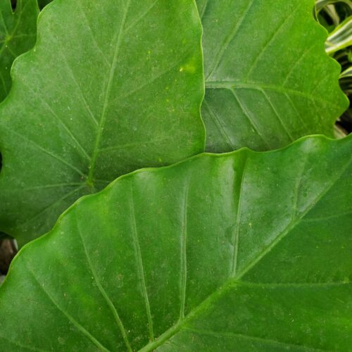 California Alocasia