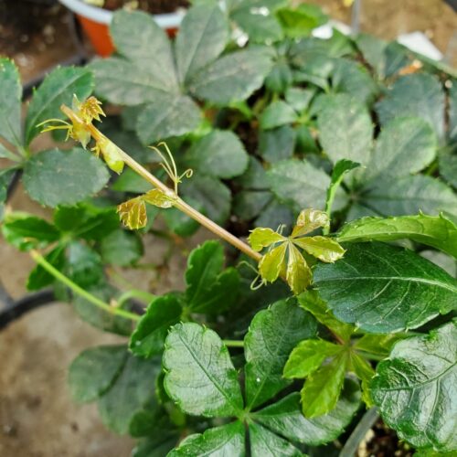 Sugar Vine
