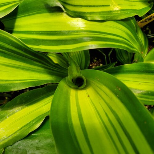 Marly Dracaena