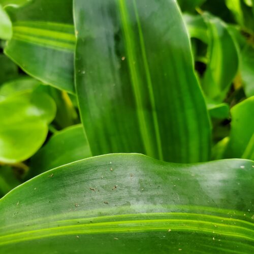 Burley Dracaena