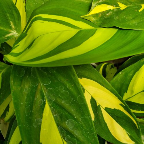 Golden Mosaic Ctenanthe