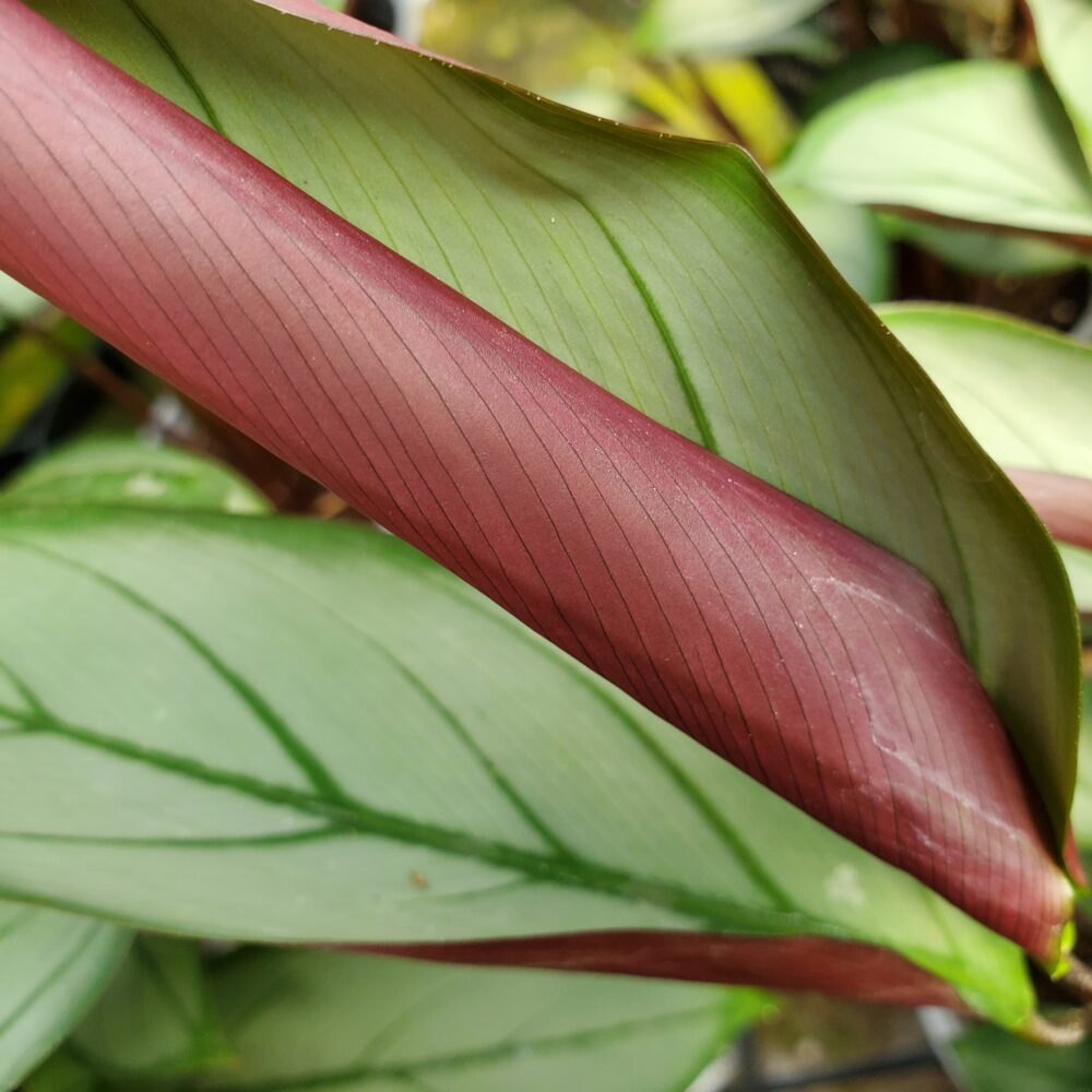 Ctenanthe setosa