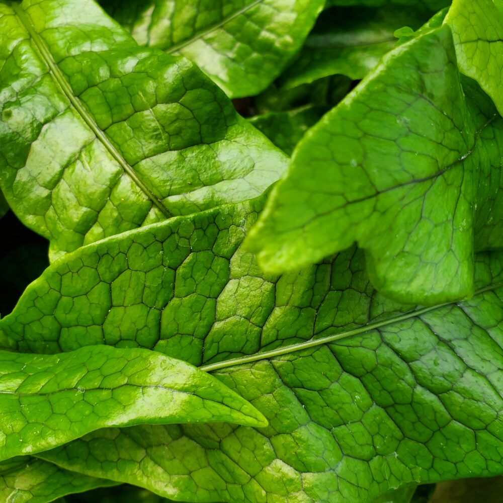 Crocodile Fern