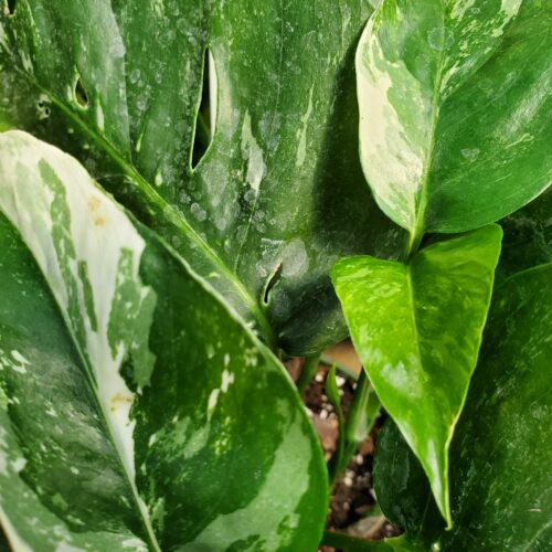 Albo Variegated Pothos