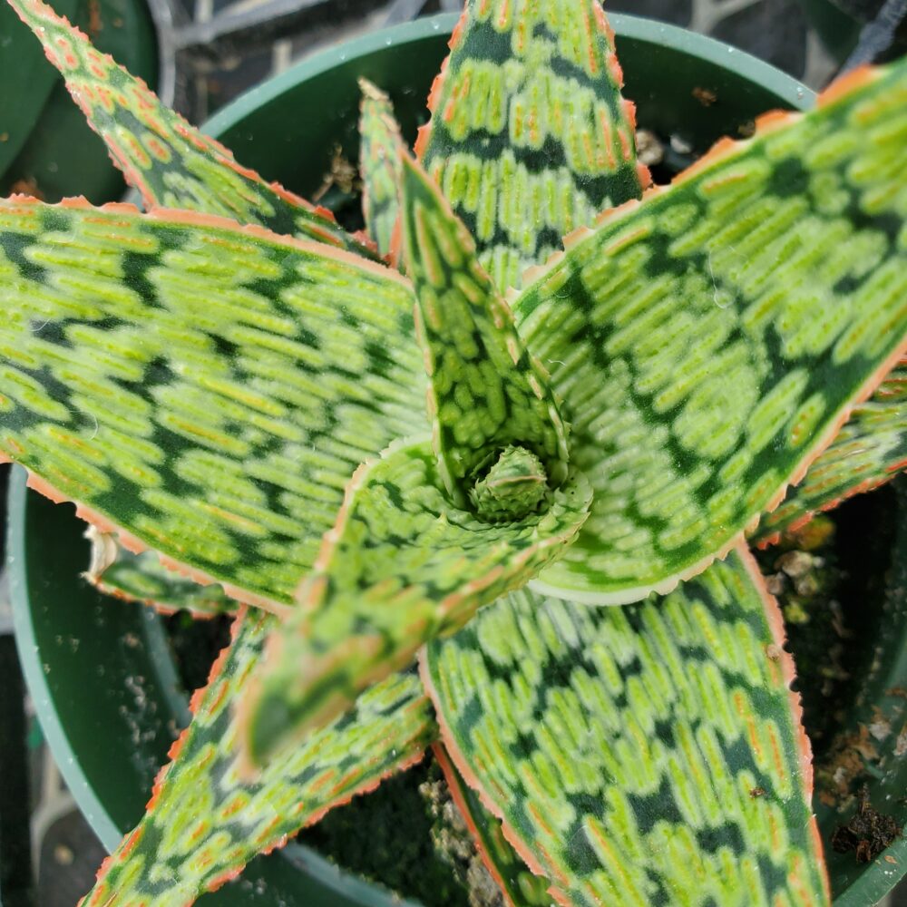 Pink Blush Aloe