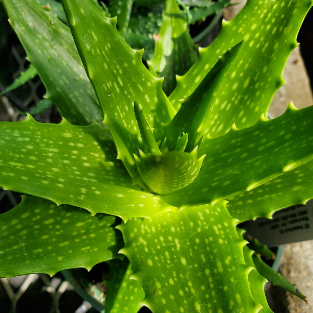Dorothea Aloe aka Sunset Aloe