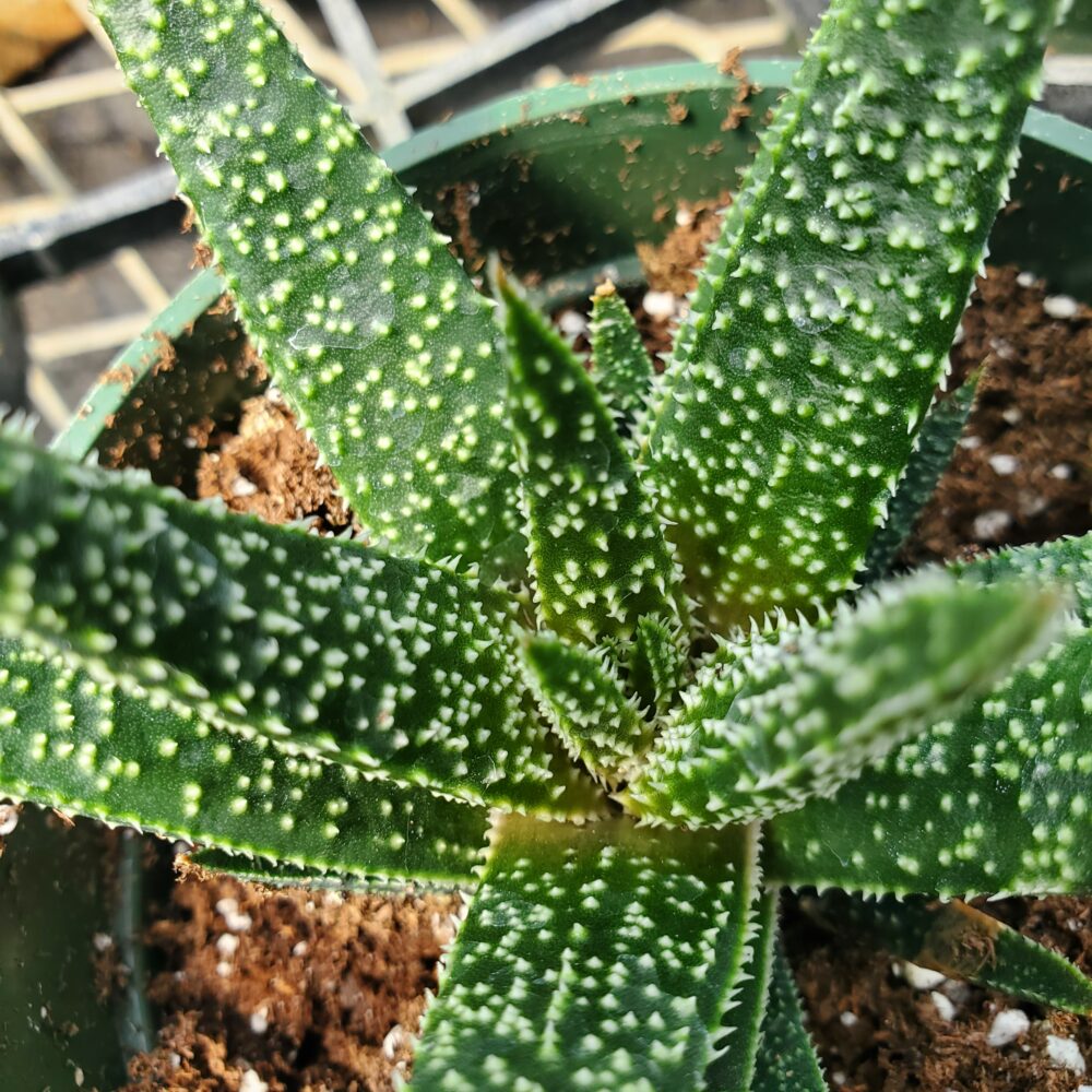 Twilight Aloe