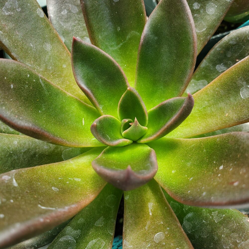 Black Flash Echeveria