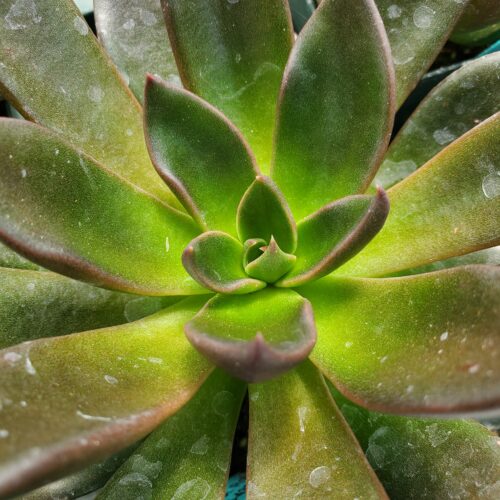 Black Flash Echeveria