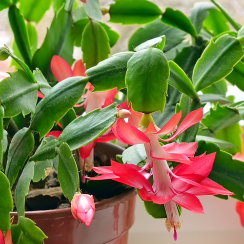 Pink True Christmas Cactus