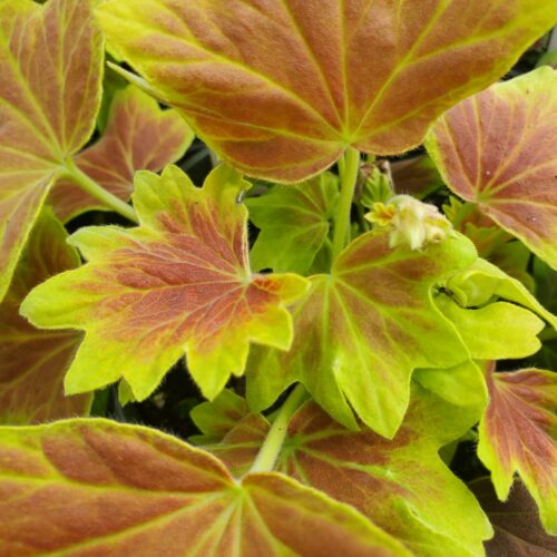 Vancouver Centennial Geranium