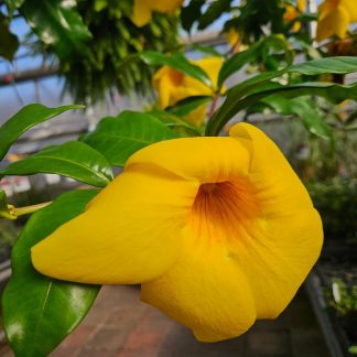 Studley's offers Houseplants to bring the tropical indoors