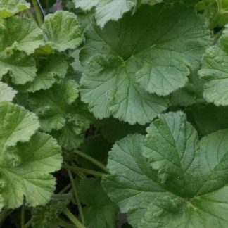 Lime Scented Geranium