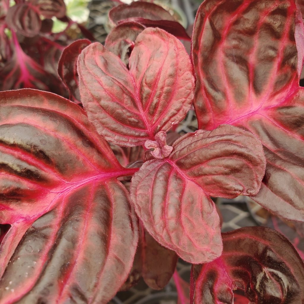 Bloodleaf Iresine