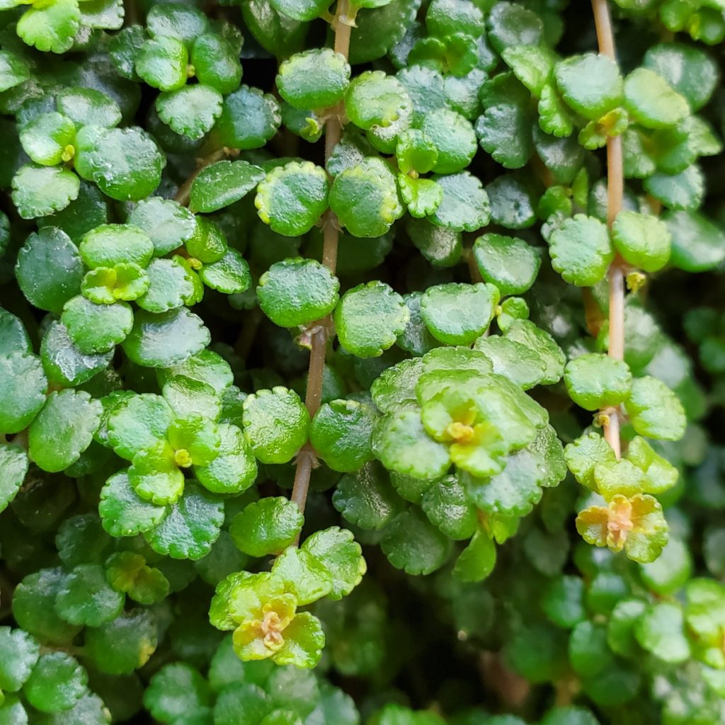 Sao Paulo Pilea