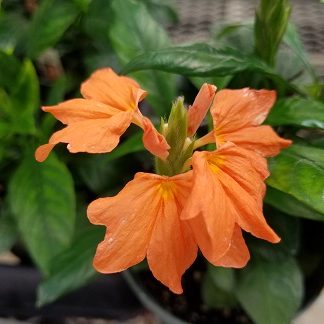 Studley's offers Houseplants to bring the tropical indoors